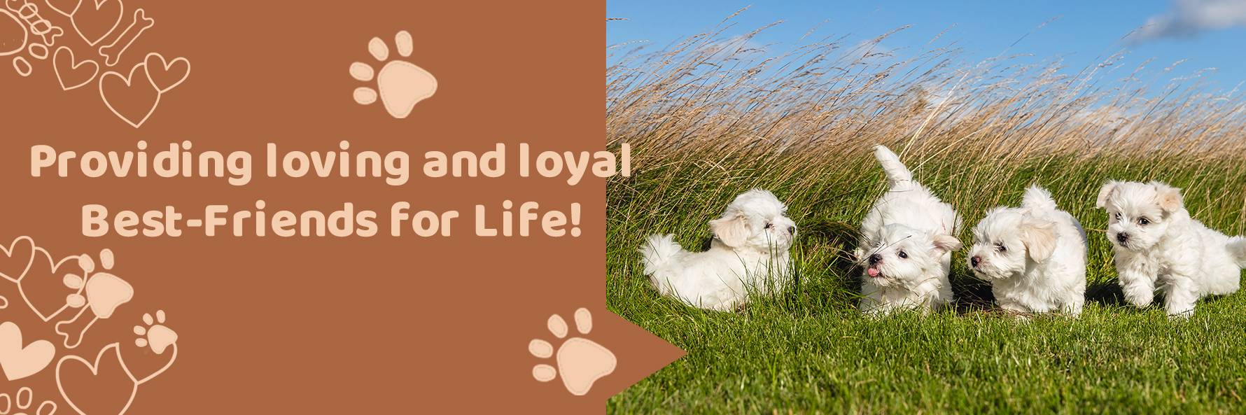 Andy, Raber, dog, breeder, dog, show, ribbons, info, information, reviews, history, myerstown, pa, official, home, page, homepage, Andy-Raber. dog-breeder, puppies, for, sale, kennel, kennels, mini, poodle, matlese, maltipoo, puppy, puppies, mill, puppymill, show, handler, aca, ica, pennsylvania

